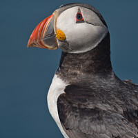 Buy canvas prints of Puffin Upper Body Portrait looking to the left by Philip Royal