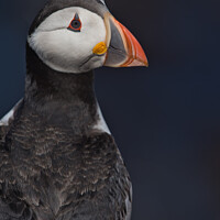 Buy canvas prints of Puffin Upper Body Portrait looking over shoulder by Philip Royal