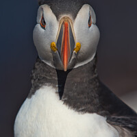 Buy canvas prints of Puffin Head and Shoulders Portrait looking at the camera by Philip Royal