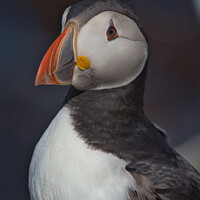 Buy canvas prints of Puffin Head and Shoulders Portrait looking to the left by Philip Royal