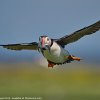 Buy canvas prints of Puffin with Sand Eels head on in flight by Philip Royal