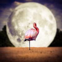 Buy canvas prints of  Flamingo Moon by Karen Mackey