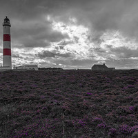 Buy canvas prints of Tarbat Ness Lighthouse Amongst the Heather  by Mark Rodgers