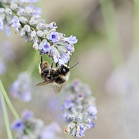 Buy canvas prints of The busy bee by john english