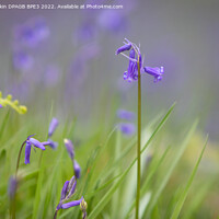 Buy canvas prints of Bluebell In Woodland by Phil Durkin DPAGB BPE4