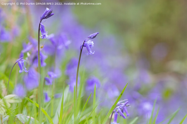 Bluebells In The Woodland Picture Board by Phil Durkin DPAGB BPE4
