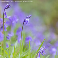 Buy canvas prints of Bluebells In The Woodland by Phil Durkin DPAGB BPE4