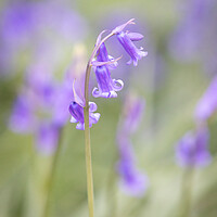 Buy canvas prints of Bluebell In Woodland II by Phil Durkin DPAGB BPE4