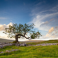 Buy canvas prints of Lone Tree at Ribblehead Yorkshire Dales National Park by Phil Durkin DPAGB BPE4