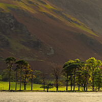 Buy canvas prints of Buttermere Pines With Fleetwith Pike by Phil Durkin DPAGB BPE4