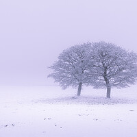 Buy canvas prints of Two Oak Trees In The Snow by Phil Durkin DPAGB BPE4