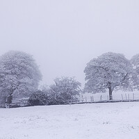 Buy canvas prints of The Copse In Winter by Phil Durkin DPAGB BPE4