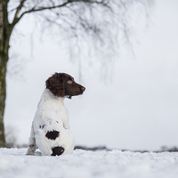 Buy canvas prints of  Spaniel In The Snow by Phil Durkin DPAGB BPE4