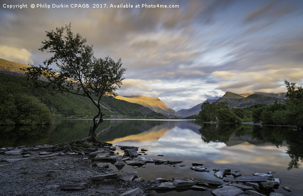 The Lone Tree Llanberis  Picture Board by Phil Durkin DPAGB BPE4