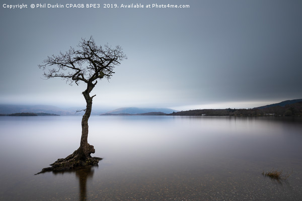 Lone Tree - Loch Lomond Picture Board by Phil Durkin DPAGB BPE4