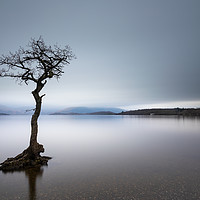 Buy canvas prints of Lone Tree - Loch Lomond by Phil Durkin DPAGB BPE4
