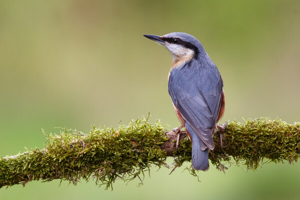 Perched Nuthatch Picture Board by Phil Durkin DPAGB BPE4