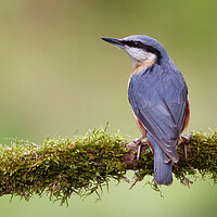 Buy canvas prints of Perched Nuthatch by Phil Durkin DPAGB BPE4