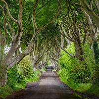 Buy canvas prints of  The Dark Hedges Northern Ireland by Phil Durkin DPAGB BPE4
