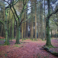 Buy canvas prints of The Forest at Entwistle Bolton by Phil Durkin DPAGB BPE4