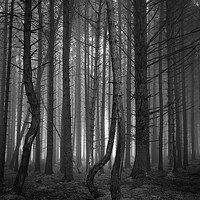 Buy canvas prints of Pine Tree Forest In The Fog  - 3 of 3 by Phil Durkin DPAGB BPE4