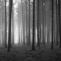 Buy canvas prints of Pine Tree Forest In The Fog  - 2 of 3 by Phil Durkin DPAGB BPE4