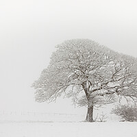 Buy canvas prints of Oak Tree In The Snow by Phil Durkin DPAGB BPE4