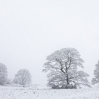 Buy canvas prints of Oak Trees In a Snow Storm by Phil Durkin DPAGB BPE4