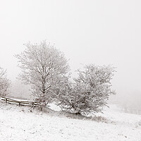 Buy canvas prints of Snowy Trees In The Mist by Phil Durkin DPAGB BPE4