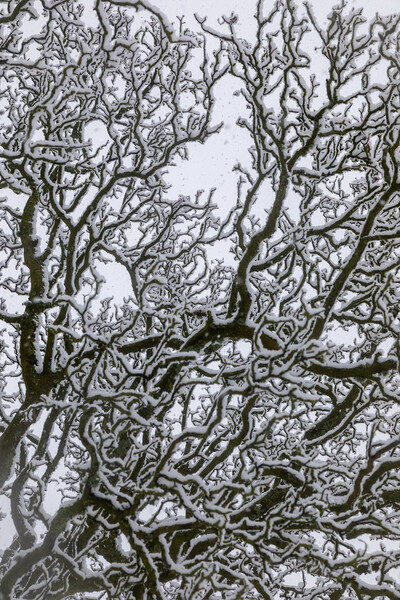 Snow Covered Oak Tree - 3 of 3 Picture Board by Phil Durkin DPAGB BPE4