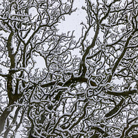Buy canvas prints of Snow Covered Oak Tree - 3 of 3 by Phil Durkin DPAGB BPE4