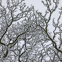 Buy canvas prints of Snow Covered Oak Tree 2 of 3 by Phil Durkin DPAGB BPE4