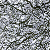 Buy canvas prints of Snow Covered Oak Tree 1 of 3 by Phil Durkin DPAGB BPE4