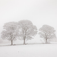 Buy canvas prints of Three Oak  Trees in Winter by Phil Durkin DPAGB BPE4