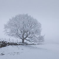 Buy canvas prints of Snow Scene With Tree by Phil Durkin DPAGB BPE4