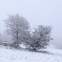 Buy canvas prints of Trees In Winter Snow by Phil Durkin DPAGB BPE4