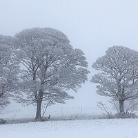 Buy canvas prints of  Oak trees In The Snow by Phil Durkin DPAGB BPE4