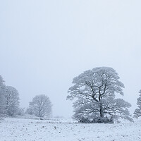 Buy canvas prints of Winter Snow Covered Oak Trees by Phil Durkin DPAGB BPE4