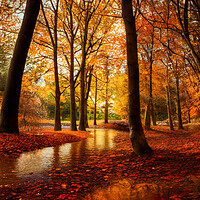 Buy canvas prints of The Red Leaves of Autumn by Adam Kelly