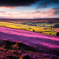 Buy canvas prints of Purple Heather of The Yorkshire Dales by Adam Kelly