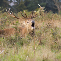 Buy canvas prints of  Roaring Bushy Park Deer by Sarah Scott
