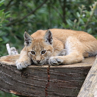 Buy canvas prints of  European Lynx Cub by Gary Morris