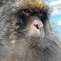 Buy canvas prints of A close up of a monkey by Jose Manuel Espigares Garc