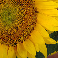 Buy canvas prints of Detail of a sunflower 1 by Jose Manuel Espigares Garc