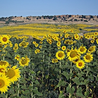 Buy canvas prints of Field of sunflowers by Jose Manuel Espigares Garc