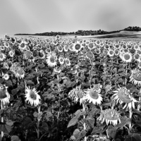 Buy canvas prints of Field of sunflowers in grey by Jose Manuel Espigares Garc