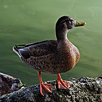 Buy canvas prints of A duck by the river by Jose Manuel Espigares Garc