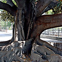 Buy canvas prints of Tree trunk by Jose Manuel Espigares Garc