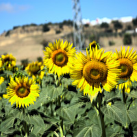 Buy canvas prints of These are sunflowers in a field near Carmona. In t by Jose Manuel Espigares Garc