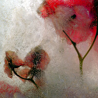 Buy canvas prints of bougainvillea flowers in ice, a composition by Jose Manuel Espigares Garc